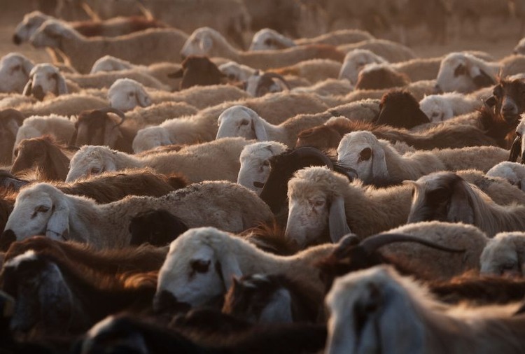 Eid Livestock Demand Jumps 80% as Prices Rise 10% Across UAE